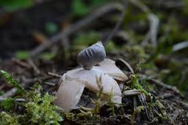 Attēlu rezultāti vaicājumam “Geastrum quadrifidum”