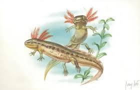 Attēlu rezultāti vaicājumam “Triturus cristatus”