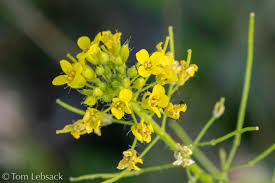 Attēlu rezultāti vaicājumam “Sisymbrium loeselii flower”