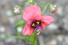 Image result for Alonsoa liniflora