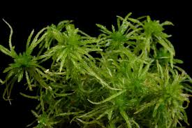 Attēlu rezultāti vaicājumam “Sphagnum teres”