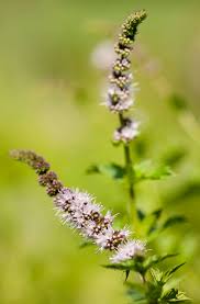 Attēlu rezultāti vaicājumam “Mentha spicata flower”