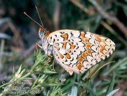 Attēlu rezultāti vaicājumam “Melitaea phoebe”