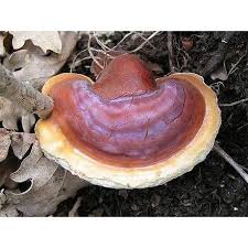 Attēlu rezultāti vaicājumam “Ganoderma lucidum”
