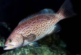 Image result for Mycteroperca phenax