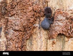 Attēlu rezultāti vaicājumam “Amaurochaete atra young”