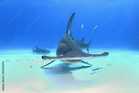 Image result for Sphyrna mokarran