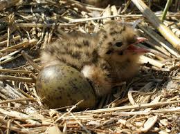 Attēlu rezultāti vaicājumam “Larus ridibundus eggs”