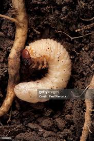 Attēlu rezultāti vaicājumam “Melolontha melolontha”