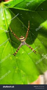 Image result for st andrews cross spider