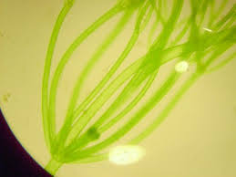 Attēlu rezultāti vaicājumam “Nitella sp.”