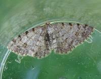 Attēlu rezultāti vaicājumam “Aethalura punctulata”