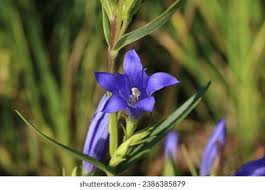 Attēlu rezultāti vaicājumam “Gentiana pneumonanthe flower”