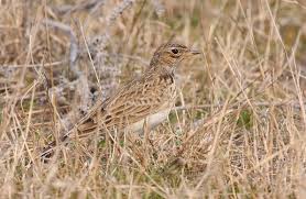 Attēlu rezultāti vaicājumam “Alauda arvensis adult”