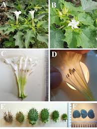 Image result for Datura stramonium