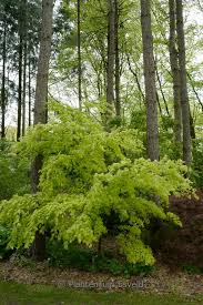 Image result for Acer palmatum `Orange Dream`