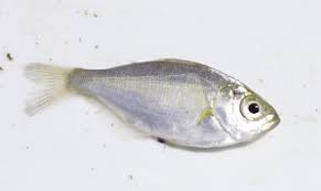 Image result for Alosa sapidissima