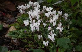 Attēlu rezultāti vaicājumam “Cyclamen hederifolium”