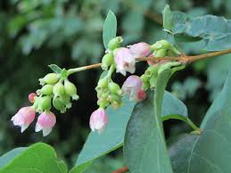 Attēlu rezultāti vaicājumam “Symphoricarpos albus flower”