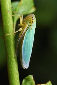 Attēlu rezultāti vaicājumam “Cicadella viridis”
