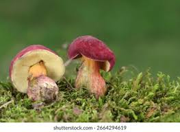 Attēlu rezultāti vaicājumam “Xerocomus rubellus”