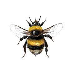 Attēlu rezultāti vaicājumam “Bombus”