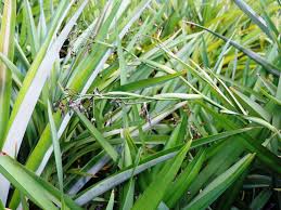 Attēlu rezultāti vaicājumam “Dianema nivale sessile”