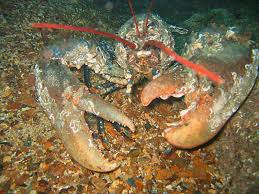 Image result for Homarus gammarus