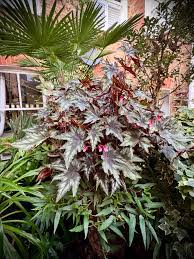 Image result for Hosta Warpaint