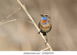 Attēlu rezultāti vaicājumam “Luscinia svecica”