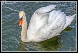 Attēlu rezultāti vaicājumam “Cygnus olor”