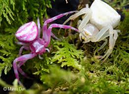 Image result for crab spider