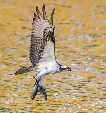 Image result for Pandion haliaetus