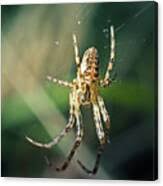 Attēlu rezultāti vaicājumam “Metellina segmentata”