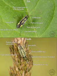 Attēlu rezultāti vaicājumam “Stenotus binotatus male”