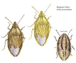 Attēlu rezultāti vaicājumam “Aelia acuminata”