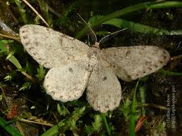 Attēlu rezultāti vaicājumam “Hypomecis punctinalis”