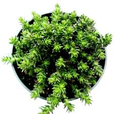 Attēlu rezultāti vaicājumam “Sedum sexangulare”