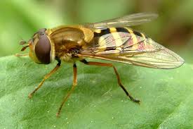 Attēlu rezultāti vaicājumam “Syrphus sp. imago”