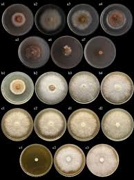 Attēlu rezultāti vaicājumam “Trametes versicolor”