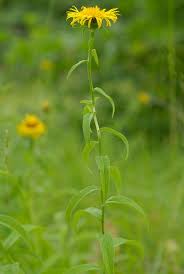 Attēlu rezultāti vaicājumam “Inula salicina”
