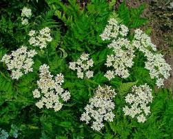 Image result for Myrrhis odorata