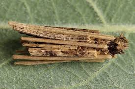 Attēlu rezultāti vaicājumam “Psyche casta larva”