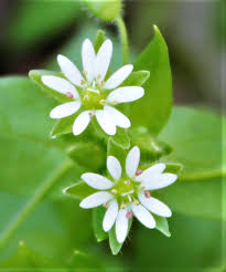 Attēlu rezultāti vaicājumam “Stellaria media flower”