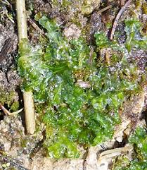 Attēlu rezultāti vaicājumam “Blasia pusilla sporophyte”