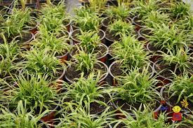 Attēlu rezultāti vaicājumam “Luzula pilosa”