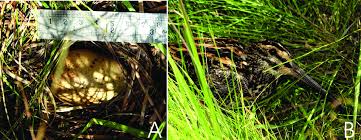 Attēlu rezultāti vaicājumam “Gallinago gallinago nest”