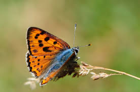 Attēlu rezultāti vaicājumam “Lycaena alciphron”