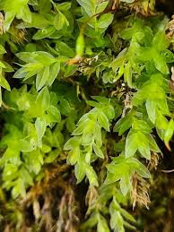 Attēlu rezultāti vaicājumam “Mnium marginatum”