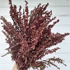 Image result for Atriplex hortensis